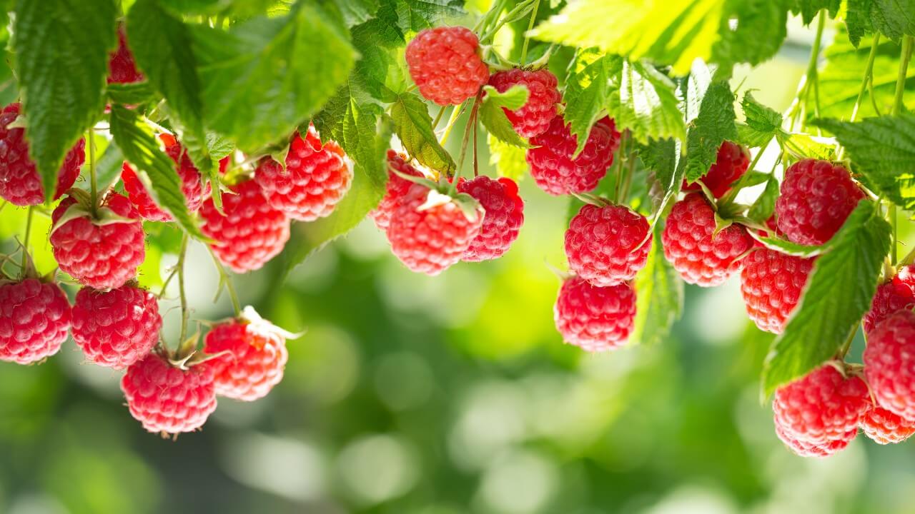 Saiba quais os melhores alimentos para consumir em novembro