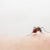 Chikungunya: jovens de 12 a 17 anos podem se voluntariar para testes de vacina