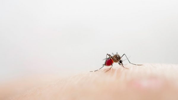 Chikungunya: jovens de 12 a 17 anos podem se voluntariar para testes de vacina