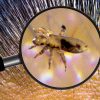 Piolhos: entenda como acontece infestação por insetos nos cabelos