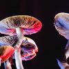 Cogumelos alucinógenos ajudam a reduzir depressão, aponta estudo