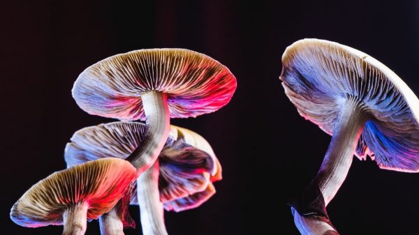 Cogumelos alucinógenos ajudam a reduzir depressão, aponta estudo