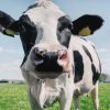 Brasil tem caso confirmado de Doença da Vaca Louca; entenda