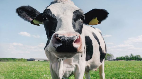 Brasil tem caso confirmado de Doença da Vaca Louca; entenda