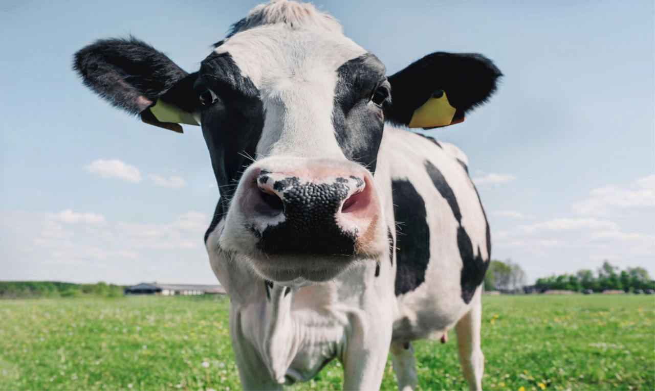 Brasil tem caso confirmado de Doença da Vaca Louca; entenda