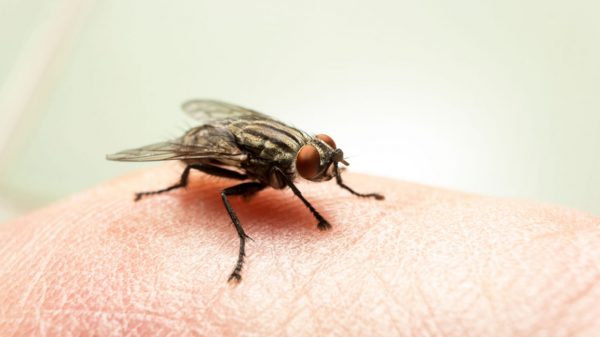 Virose da mosca: saiba os sintomas e como evitar a contaminação