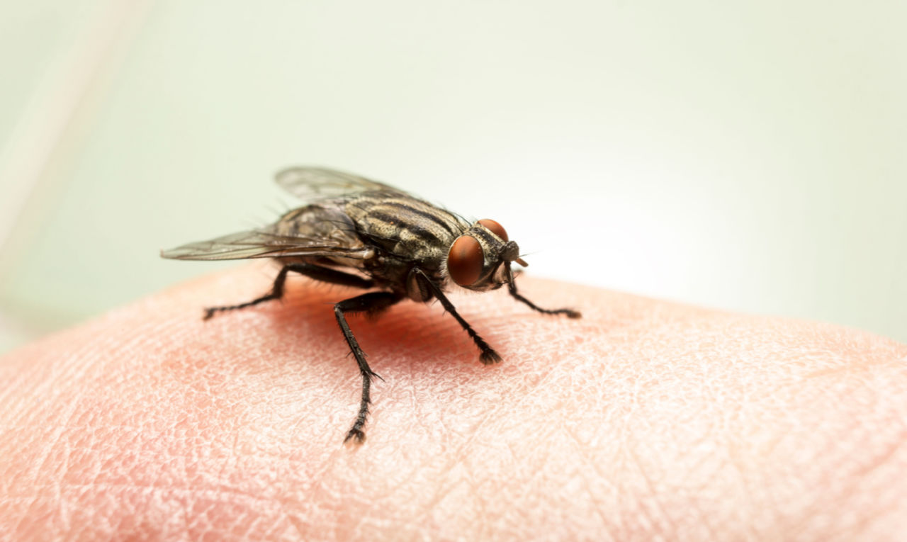 Virose da mosca: saiba os sintomas e como evitar a contaminação