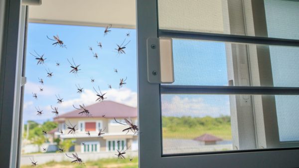 Casos de dengue aumentam em SP; veja como evitar a contaminação