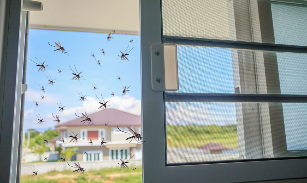 Casos de dengue aumentam em SP; veja como evitar a contaminação