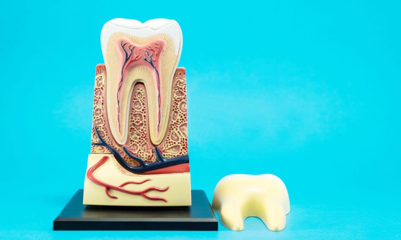 Células-tronco presentes na polpa do dente podem tratar doenças; veja