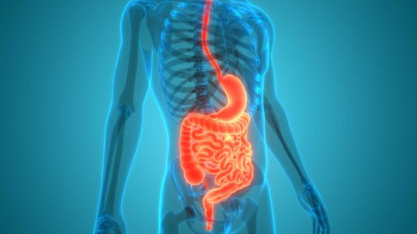 Saúde e digestão: saiba como prevenir as doenças do sistema digestivo
