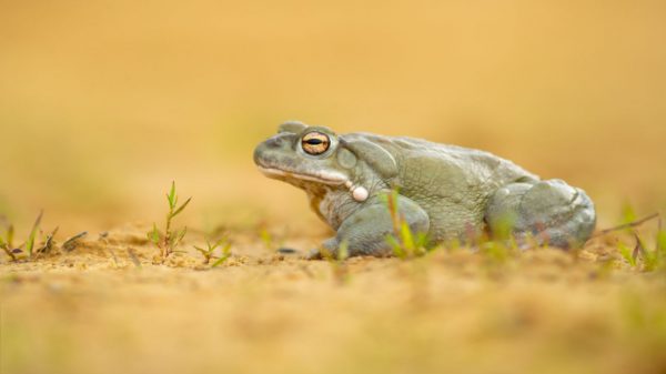 Biólogo explica efeito do veneno de sapo usado em ritual xamânico