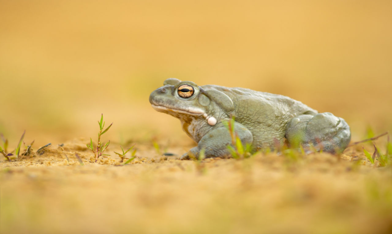 Biólogo explica efeito do veneno de sapo usado em ritual xamânico