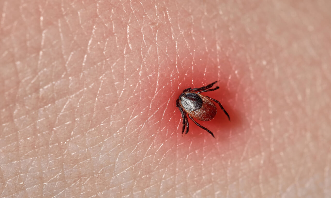 Vai viajar? Veja como prevenir a febre maculosa durante as férias de julho