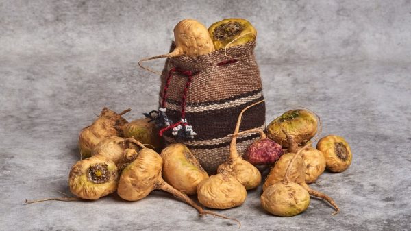 Benefícios da maca peruana: 6 ganhos para quem faz exercícios físicos