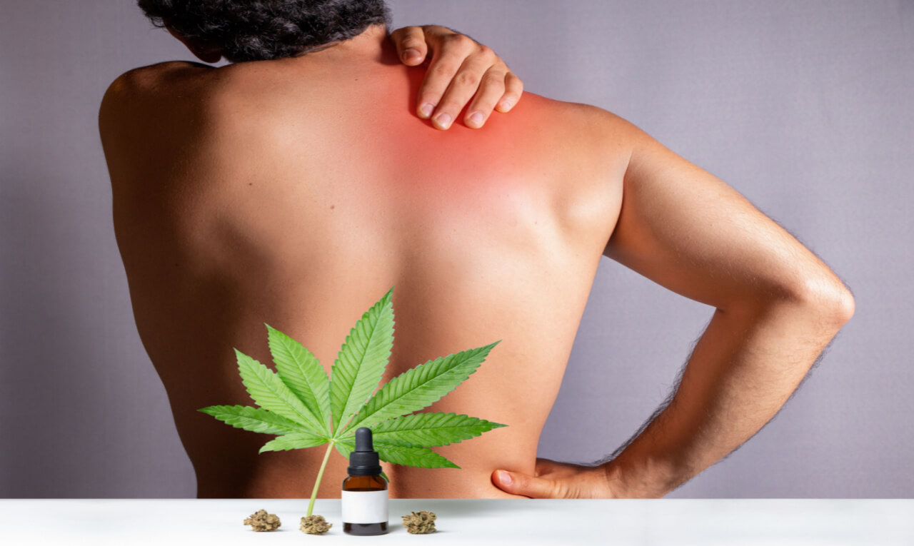 Cannabis medicinal é capaz de aliviar dores crônicas da fibromialgia