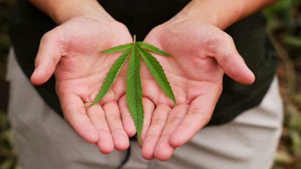 Câncer de próstata: cannabis pode complementar tratamento da doença