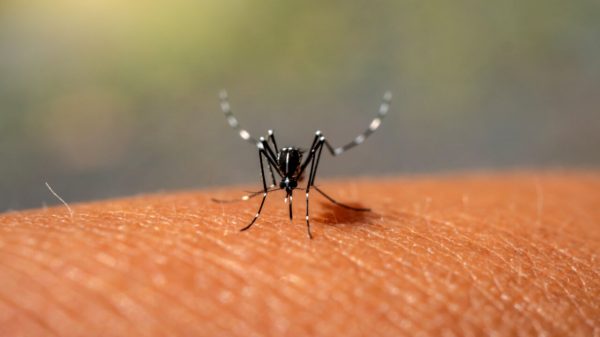 Casos de dengue aumentam no calor: vacina é a melhor forma de prevenção