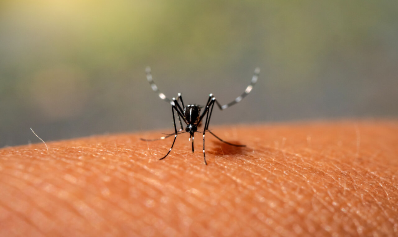 Casos de dengue aumentam no calor: vacina é a melhor forma de prevenção