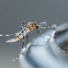 Surto de dengue: veja quais os sintomas leves e graves da doença