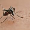 Dengue pode ser mais perigosa para cardiopatas; entenda