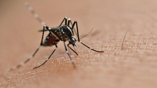 Dengue pode ser mais perigosa para cardiopatas; entenda