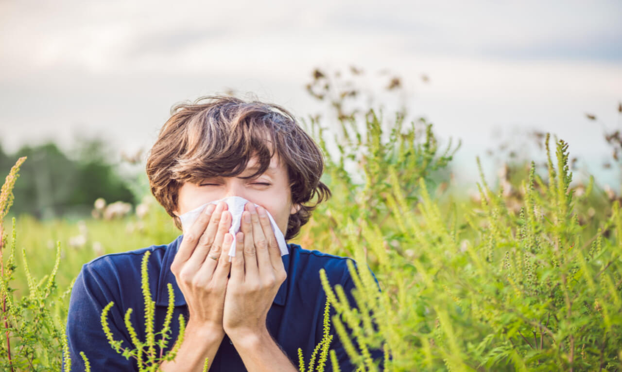 Rinite: 7 plantas que podem ajudar no controle da alergia