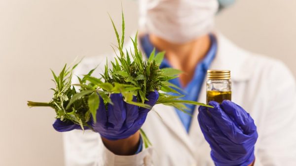 Primeiro extrato de cannabis fabricado no Brasil é aprovado pela Anvisa