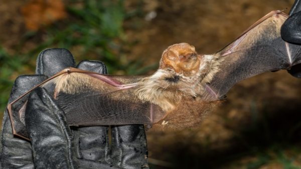Morcego com raiva é identificado em SP: veja os riscos para a saúde