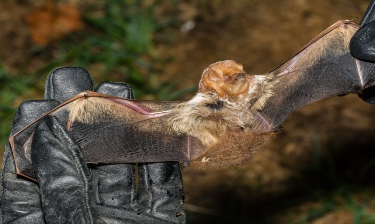 Morcego com raiva é identificado em SP: veja os riscos para a saúde