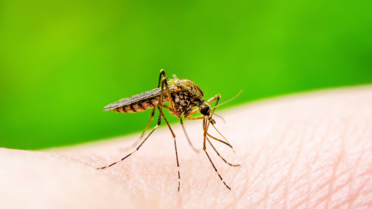 A dengue causa mais dores musculares e à Covid-19 alterações no sistema respiratório