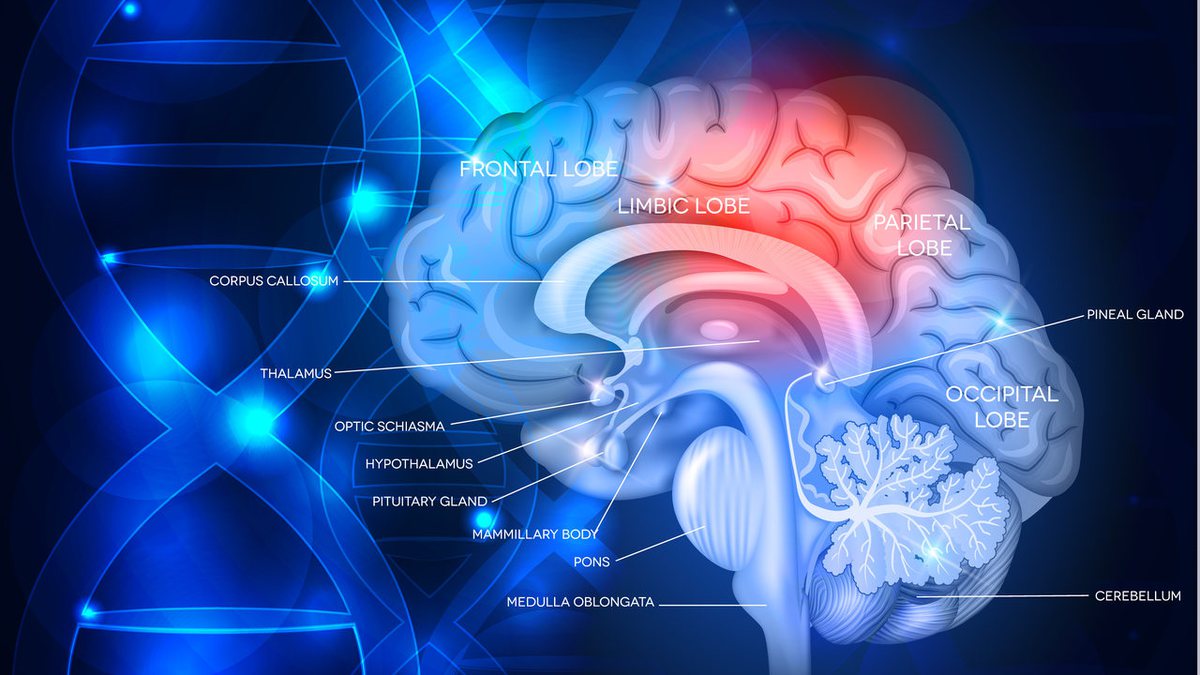 Quando o sangue bombeado no coração não chega ao cérebro causa a morte cerebral