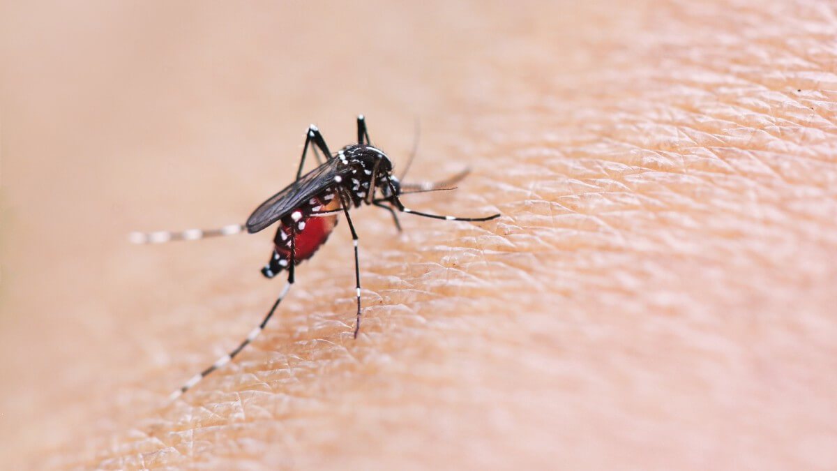 Boletim epidemiológico divulgado pelo Ministério da Saúde aponta crescimento de 95% em comparação com 2021. Veja como conter o surto de dengue